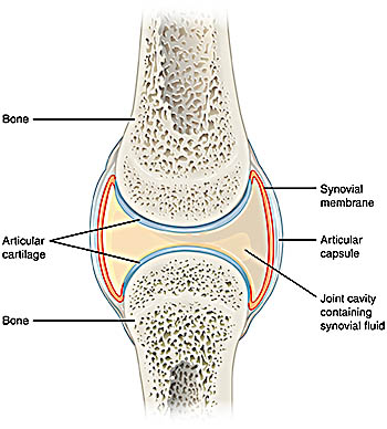 Illustration of synovial fluid in a joint