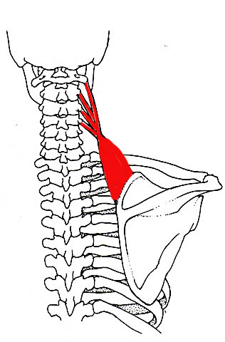 levator scapulae muscle